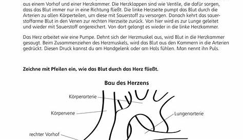 Blutkreislauf Arbeitsblätter Zum Ausdrucken