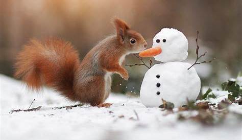 Fotos von Eichhörnchen Schnee Tiere Großansicht 1920x1080