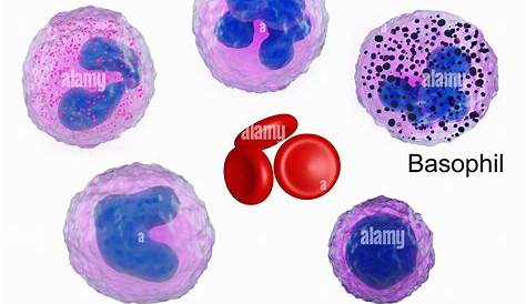 Lymphocytes Plasmocytes Physiologie Des