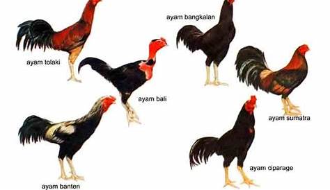 Cookfighter: macam-macam jenis ayam aduan