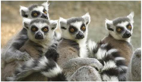 The Flora and Fauna of Madagascar | Jacada Travel
