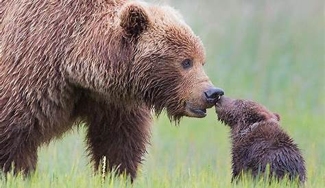 15+ Un-Bear-Ably Cute Momma Bears Teaching Their Teddy Bears How To