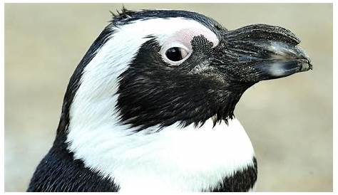 Manchot du Cap : Pingouins : Oiseaux : Oiseaux : Boulders National Park