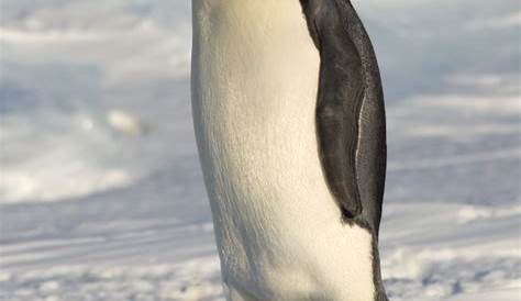 Manchot empereur, le plus grand des manchots vivant en Antarctique