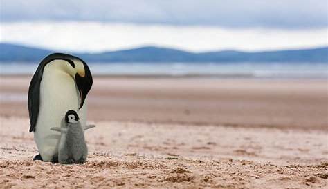 Empereur Que Cachent Les Manchots Sur La Plage Pix / Images Pingouins