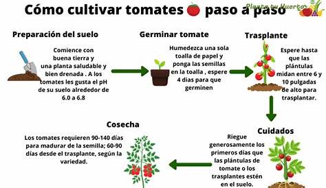 Guía para el manejo del cultivo de tomate en invernadero - Fundación