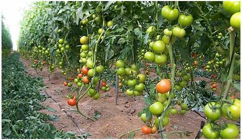 Cómo cultivar tomates en invernadero (con imágenes)