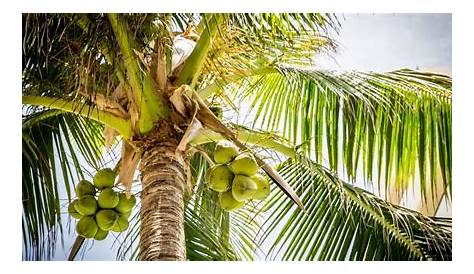 8 manfaat pohon kelapa di kehidupan sehari-hari - Infoin Aja