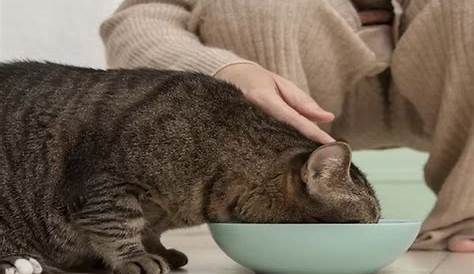 5 Manfaat Memberi Makan Kucing Dalam Islam - Islampos