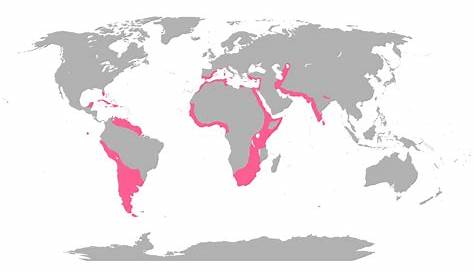 Americas Range Map - James's Flamingo | BirdPhotos.com
