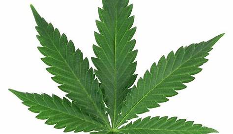 Download Pot Leaf Logo - Marijuana Leaf - Full Size PNG Image - PNGkit