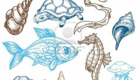 Aggregate more than 81 sea animals sketch - in.eteachers