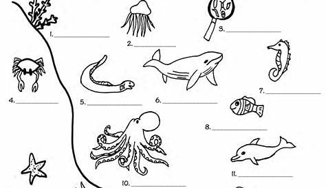 Marine Life and Ocean Biology - Worksheets and Activities | Biology
