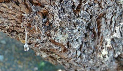 Mastic Tree Gum Benefits 10 Incredible Health Of Chewing !