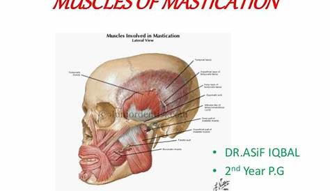 Masticated Definition Mastication Stock Image P470/0112 Science Photo Library