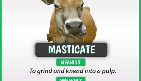 Meaning of Masticate Learn english words, English