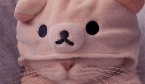 🧋𝐀𝐞𝐬𝐭𝐡𝐞𝐭𝐢𝐜 𝐂𝐚𝐭 𝐩𝐟𝐩🧋 | Cute cat costumes, Cute cats, Baby cats