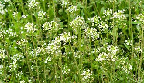 Mauvaise Herbe Grimpante Fleur Blanche Rose Chafer Verte, Cetonia Aurata, Alimentant Sur Les