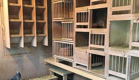 Racing loft | Racing pigeon lofts, Pigeon breeds, Pigeon pictures