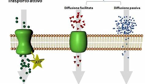 trasporto biologia farmaceutica - Il trasporto Abbiamo 2 tipi di