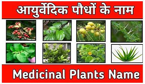 Medical Plants Name In Hindi MEDICINAL PLANT INFORMATION IN (HINDI) WITH USEFUL