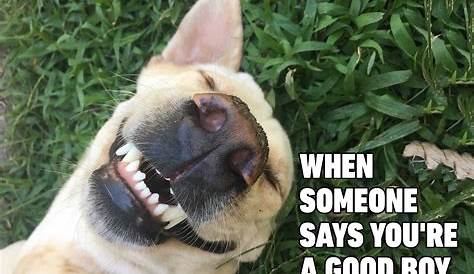 Funny Dog Memes That Will Have You Rolling - Mutt Scrub Products