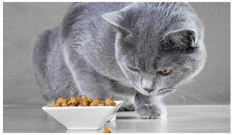 Kucing Tidak Mau Makan? Apa sih Penyebabnya - Bebaspedia.com