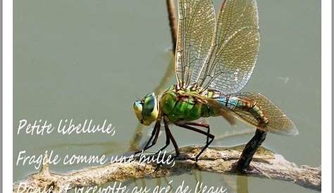 Libellule en vol photo et image | macro nature, macro insectes