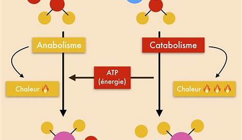 Metabolisme Energetique Definition Schema Glucidique