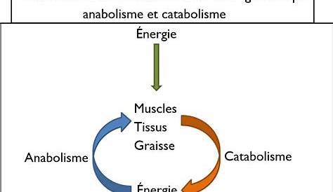 Metabolisme Energetique Musculaire L'utilisation De L'énergie Par La Cellule TS Cours SVT