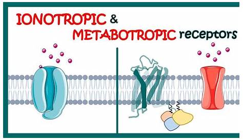 Metabotropic And Ionotropic Neurotransmitters VS Neuromodulators The Revisionist
