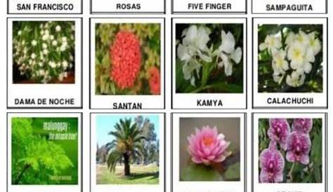 Ornamental Plants Na Hindi Namumulaklak - G4rden Plant