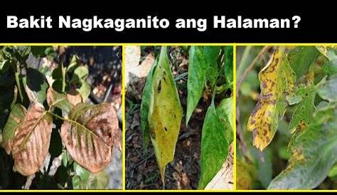 HALAMANG PANSIT-PANSITAN: MABISANG GAMOT SA MGA SAKIT - Plants and Pillars