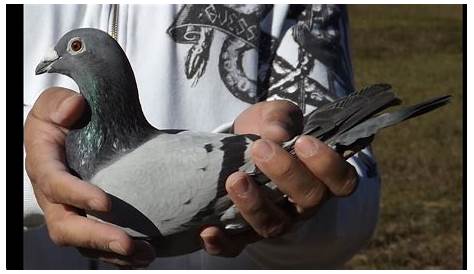 60.5 mile racing pigeons training - YouTube