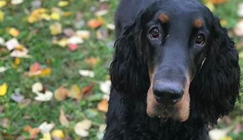 Gordon Setter Rescue ― ADOPTIONS