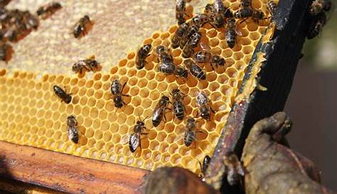 Le miel - Le plus sain produit de la Nature. En Provence des miels IGP