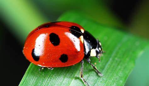 Télécharger la planche illustrant le cycle de vie d'une Coccinelle à