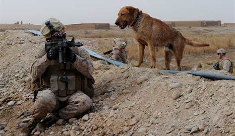 American Humane says US left military dogs behind in Afghanistan