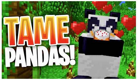How To TAME PANDAS In Minecraft PE!!! YouTube
