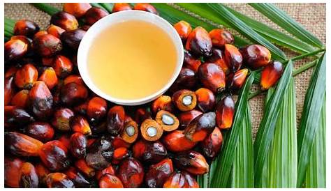 Kebaikan Minyak Kelapa Sawit Merah (Red Palm Oil) - Islam Itu Indah