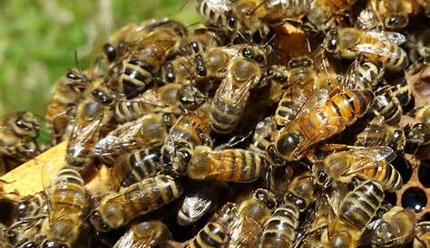 Nid d’abeilles : sa construction et son organisation ⋆ au refuge DES