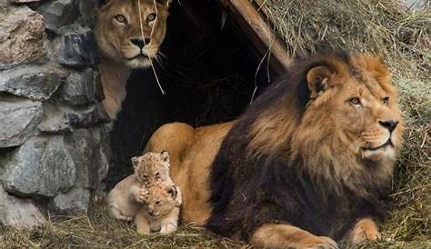 Durée de Vie d'un Lion | Lion Royaume