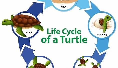 Tortue: définition et explications