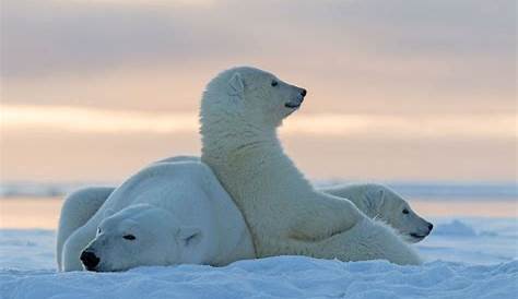 la journée internationale de l'ours polaire! Voilà des photos des