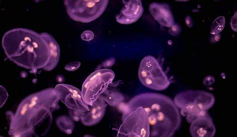 Moon Jellies [4] Jellyfish photography, Jellyfish, Jellyfish design