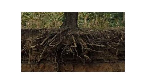 Mengenal Ciri Ciri Pohon Mangga (akar + daun)