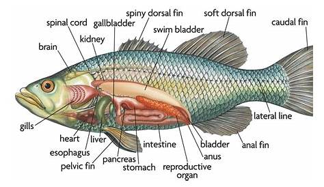 Strain Ikan Nila - Benih Ikan Nila