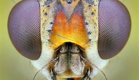 Las mejores fotos de insectos de cerca - Haciendofotos.com