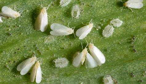 Cómo combatir la mosca blanca de tus plantas | Blog Verdecora