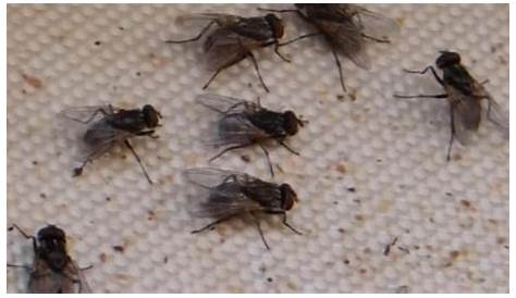 ¿Sabes cuánto vive una mosca y lo que hacen para sobrevivir?